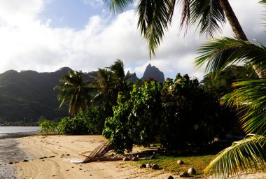 Moorea Fransız Polinezyası Güney Pasifik Tropikal Kum Kumsalı Hindistan cevizi Dağları ve Bulutlu Gökyüzü