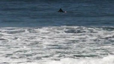 Dalgıç kıyafetli sörfçü Okyanus Dalgaları 'nda, Kaliforniya' da kürek çekiyor.