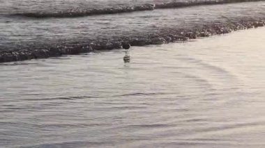 Tek Sandpiper Kuşu Sığ Okyanusta Yürüyor Siluet Elde Tutulan Dalgalar