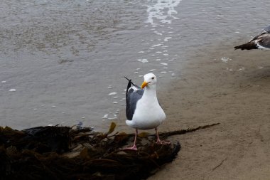 Gri ve Beyaz Martı Kum Sahilinde Yosun Kaliforniya ile Duruyor