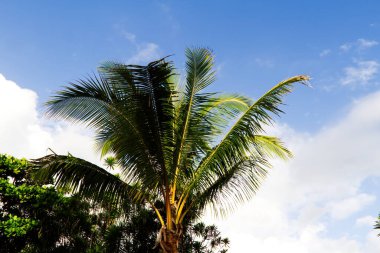 Palmiye ağacının tepesinde mavi gökyüzü ve beyaz bulutlar Papeete Fransız Polinezyası, Tahiti Güney Pasifik