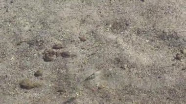 Küçük balıklar sığ okyanusta yüzüyor Tahiti 'de Kum Papetosu üzerinde gölgeli Fransız Polinezyası Güney Pasifik