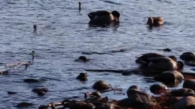 Ördekler Amerikan Nehri 'nde besleniyor ve güzelleşiyor Rocky Shore Carmichael California yakınlarında.
