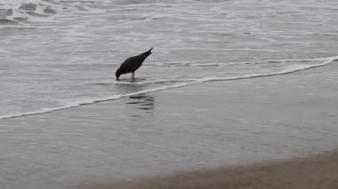 Martı sahilde yürür ve beslenir sonra da okyanus dalgaları üzerinde uçar California elde taşınır