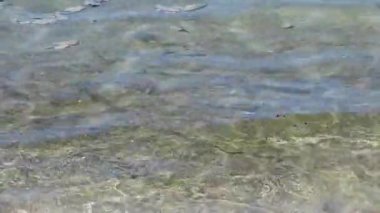Güney Pasifik 'teki küçük balıklarla Moorea Fransız Polinezyası açıklarında sığ okyanus suyu