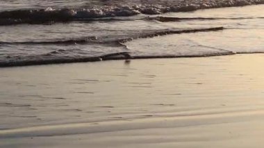 Tekli Sandpiper Kuşu Sığ Okyanusta Yürüyor Islak Kum Sahilinde Kaliforniya 'da Gün batımına yakın