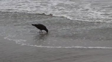 Yalnız Martı Kaliforniya Okyanus Dalgalarıyla Kum Sahilinde Koşarak Besleniyor
