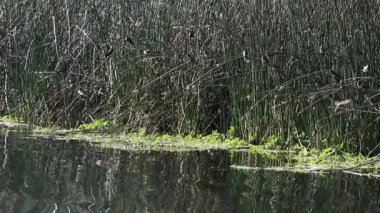 Kaliforniya 'daki Carmichael Gölü kıyısında oturan ve eğilen kuşlar