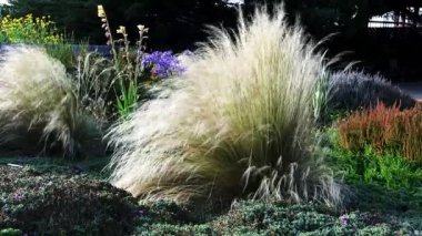 Kaliforniya 'da Esintide Sallanan Bahçedeki Bitkiler ve Çimenler