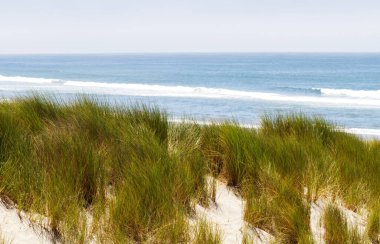 Kum tepesindeki Deniz Çimeni Okyanusu ve Mavi Gökyüzü Watsonville California