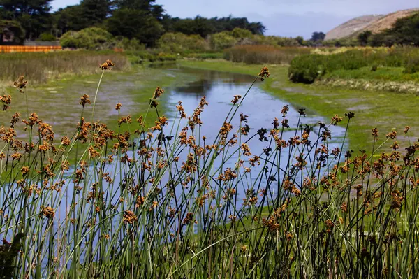 stock image Green Reed Plants In Foreground With Wetland And Blue Sky Watsonville California