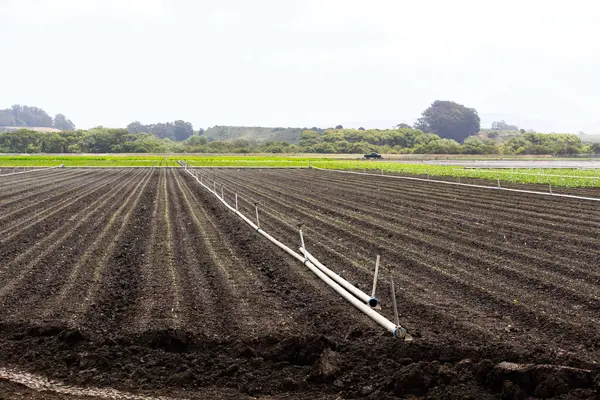 Stock image Farm Fields With Rows Of Plants Sprinklers And Pipes For Watering Watsonville California