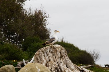 Driftwood Kütüğünün Üzerinde Duran Yalnız Martı Arka planda Gökyüzü Yeşil Bitkileri Kaliforniya