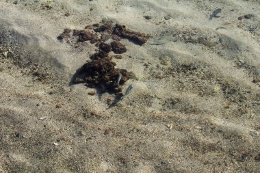 Kum Dibi Papet Fransız Polinezyası Tahiti Güney Pasifik ile Sığ Okyanus Suyunda Yüzen Tropikal Balıklar