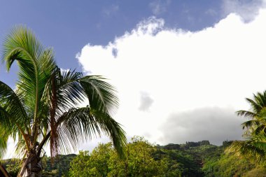 Palmiye Ağaçları Yeşil Tepeler Mavi Gök ve Beyaz Bulutlar Tahiti Papeete Fransız Polinezyası Güney Pasifik