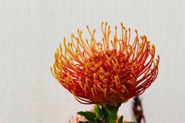 Beyaz arka planda kıvrımlı iplikleri olan kırmızı ve sarı çiçekli bir uzaylı.