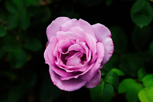 stock image Single Pink Rose Showing Signs Of Aging Against Dark Green Leaves Outdoors California