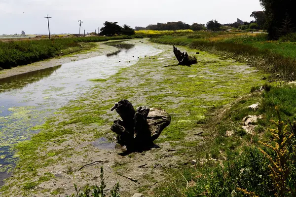 stock image Drainage Ditch With Water Ducks Birds Green Plants And Logs Between Fields Watsonville California