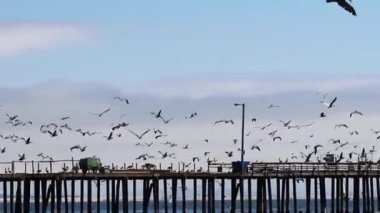 Okyanus San Luis Obispo Körfezi California Handheld ile Rıhtımda Uçan Pelikanların El Fotoğrafı