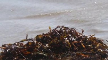 San Luis Obispo Körfezi Kum Sahil Kol 'unda Oturan Yosun Paketi