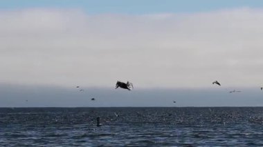 Okyanusta Uçan ve Yüzen Pelikanların El Fotoğrafı San Luis Obispo Körfezi 'nde California Handheld