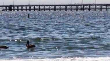 Okyanusta Uçan ve Yüzen Pelikanların El Fotoğrafı San Luis Obispo Körfezi 'nde California Handheld