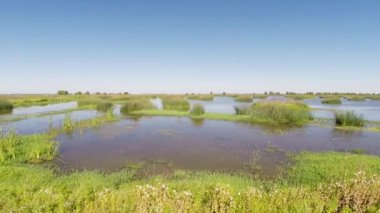 Bataklık Suyu ve Yeşil Sazlıklar İHA görüntüsü havada süzülüyor ve ilerliyor