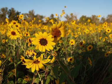 Sarı ayçiçeği tarlası, güneş ışığı, mavi gökyüzü ve arka planda yeşil ağaçlar