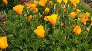 Kaliforniya Altın Gelincik Çiçeklerinin Yakın Çekimi Yeşil Sapıklarla Rüzgarda Hareket Ediyor