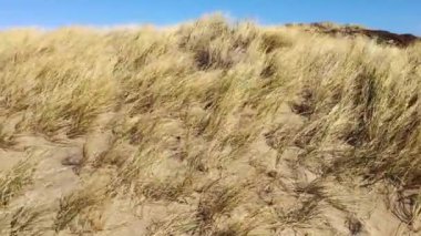 Kum tepesinde sarı ve yeşil otlar Sahilde esen güçlü rüzgarda sallanıyor Kaliforniya el kameraları