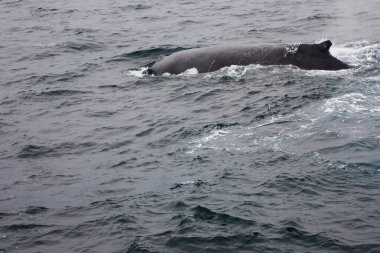 Kambur Balina Dorsal Fin, Kaliforniya Bulutlu Günü 'nde Monterey Körfezi' nin yüzeyini gösteriyor.