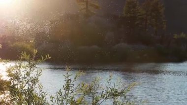 Güneşten uçan böcekler Büyük Ayı Gölü Güney Kaliforniya Bitkilerle