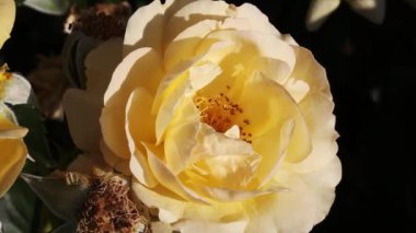 Bahçedeki sarı çiçeğin sımsıkı görüntüsü. Böceklerle hafif bir rüzgarda sallanıyor.