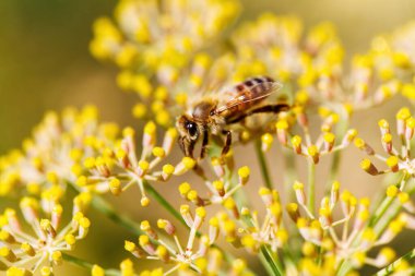 Yeşil saplı, sarı çiçeklere yakın arı görüntüsü ve odak alanı dışında