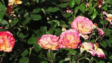 Pembe Sarı Güller Yeşil Yapraklarla Rüzgarda Hareket Ediyor Güneş Işığı Carmichael California