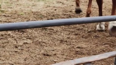 At Ayağı ve Bacakları Sürücüsüz Çalışmada Ortadaki Eyer Giyen Kadın Kot Giyiyor