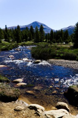 Merced Nehri Yosemite Ulusal Parkı 'na doğru akan yeşil ağaçlar mavi gökyüzü ve dağ