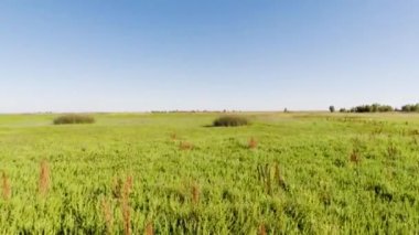 Çimlerin üzerinden İHA uçuşu açık mavi gökyüzü Davis California ileri gidiyor ve geri çekiliyor