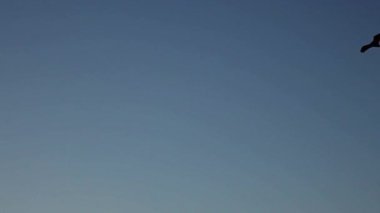 Mavi gökyüzünde süzülen kuşlar Oregon Sabah Siluetinde