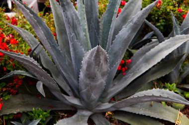 Kaktüs Bitkisi Kırmızı Çiçeklerle Çiçek Yatağında Otururken Noktayı Gösteriyor