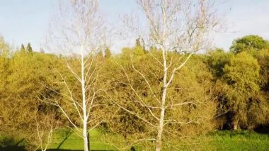 Parktaki ağaçların tepesindeki İHA 'dan ve banliyölerdeki mavi gökyüzü ve beyaz bulutlu yeşil otların görüntüsü