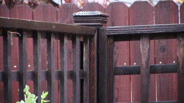 Çitin üzerine düşen yağmur damlaları Yeşil yaprakların ipucuyla üst korkuluklara sıçrıyor