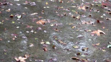 Sonbahar yapraklarıyla beton avluya düşen yağmur damlalarının dar görüntüsü