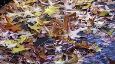Düşen Sarı Sonbahar Yaprakları 'na Düşen Yağmur Damlaları Damlalar Suyu Damlatıyor
