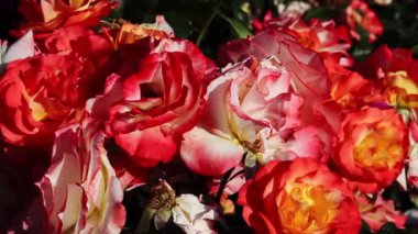 Kırmızı Turuncu ve Beyaz Güller Hafif Esintide Hareket Ediyor
