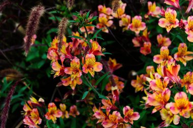 Flower Bed With Colorful Flowers Foxtails And Green Leaves Watsonville California clipart