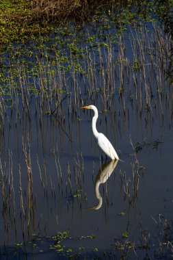Beyaz Akbalıkçıl, Sazlıklarla ve Yansıma Davis California ile Gölde Duruyor