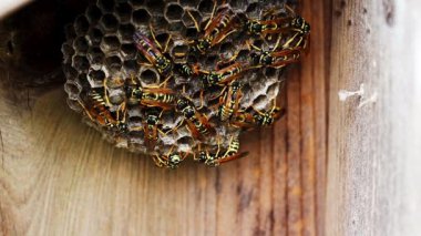 Black And Yellow Hornets Building Nest On Wooden Fence Closeup