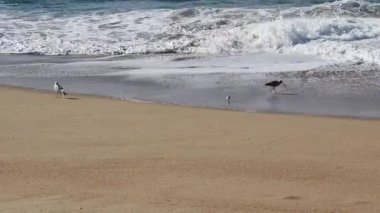 Okyanus Dalgaları Marina California ile Kum Sahilinde Bir Martı Sandpiper ve Kıvrık Kuşlar