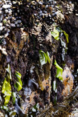 Deniz yosunları ve midyeler Kuzey Kaliforniya 'da kayalara tutunur.